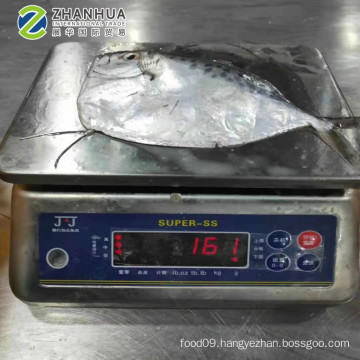 Frozen White Moonfish pomfret from China Fujian